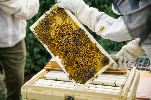 What makes Australian Manuka honey so special?